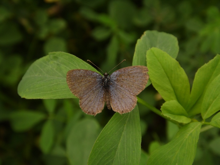 Lepidotteri pista ciclabile Arluno-Boffalora